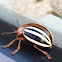 Colorado Potato Beetle