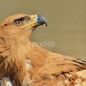 Tawny Eagle - Looking at Heaven by Dries Alberts - Animals Birds