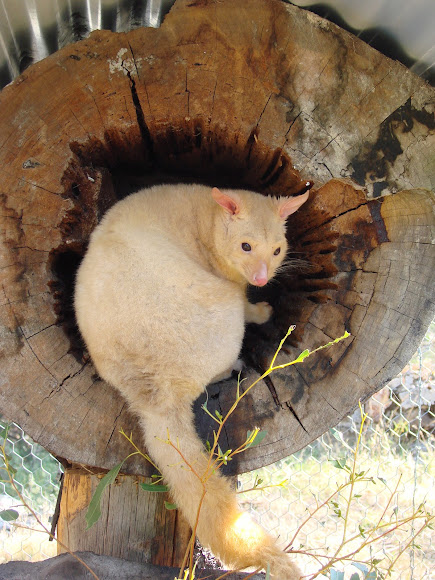 Golden Brushtail Possum Project Noah