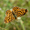 Weaver's Fritillary