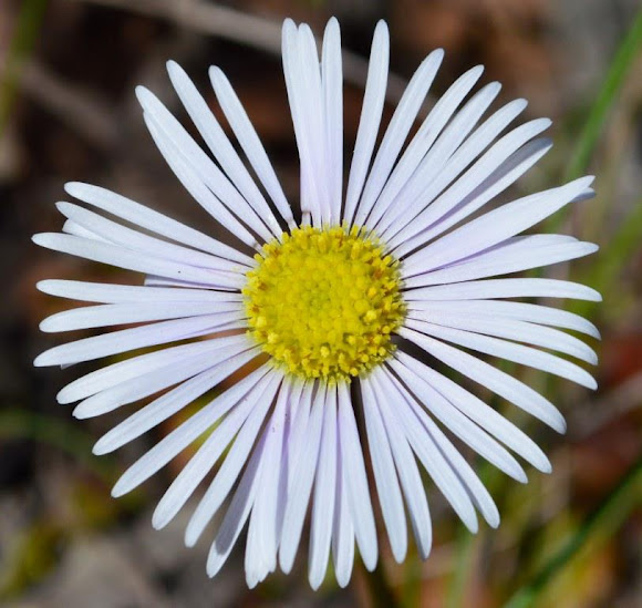 Tufted Burr Daisy Project Noah