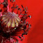 Coquelicot