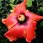 Hibiscus