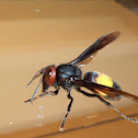 Lesser Banded Hornet