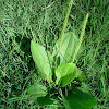 Common plantain