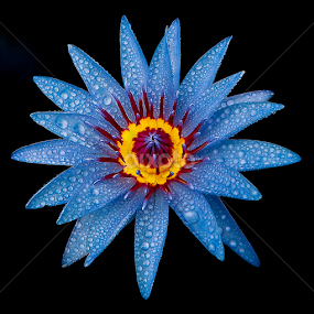 by Asher Jr Salvan - Flowers Single Flower