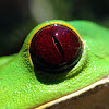 Tarsier frog / Rana lémur