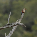 Gray-headed Kingfisher