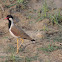 Red wattled lapwing