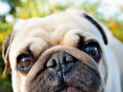 無料 壁紙 犬 220956