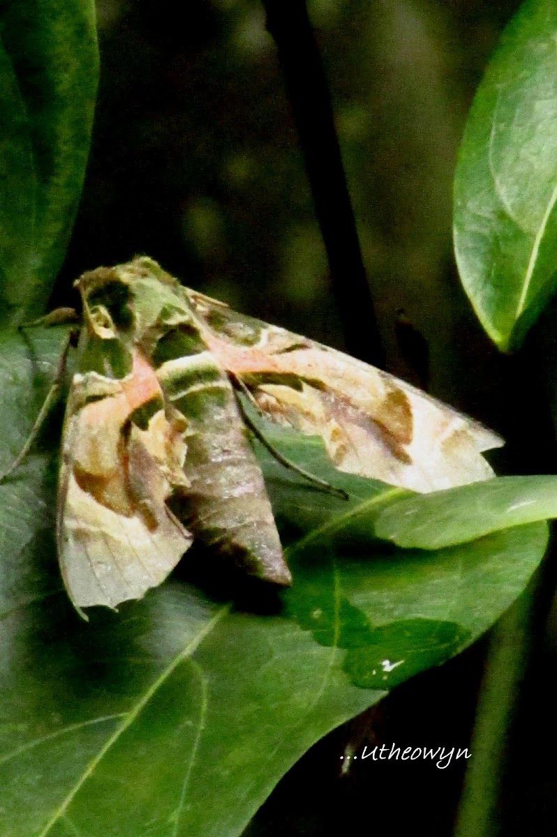 Oleander Hawk-moth