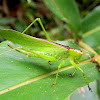 long-horned grasshopper