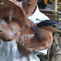 Rufous Night-heron