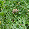 wood frog