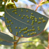 Leaf galls -psyllid