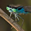 Blue-tailed Damselfly