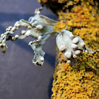 Cartilage Lichen
