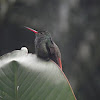 rufous tailed hummingbird