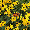 Monarch Butterfly on Black-Eyed Susans