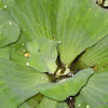 water cabbage, water lettuce, Nile cabbage, or shellflower