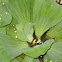 water cabbage, water lettuce, Nile cabbage, or shellflower
