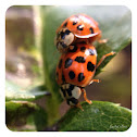 Harlequin ladybird, Asian lady beetle or Japanese ladybug