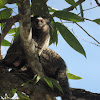 Wied's black-tufted-ear marmoset