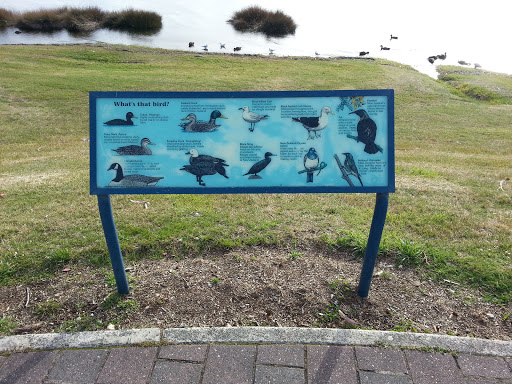 Lake Te Anau Bird Information