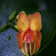 Lepanthes (orchid)