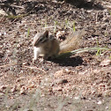 Least Chipmunk