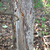 White-tailed deer antler rub on spruce tree