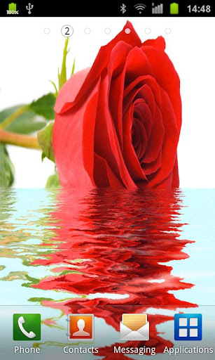 Rose In Water IV