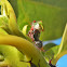Notogonioide Treehopper - exuvia