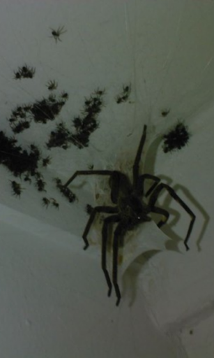 Spider Family Live Wallpaper