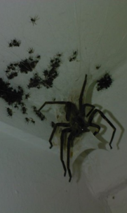 How to download Spider Family Live Wallpaper 1.0 mod apk for pc