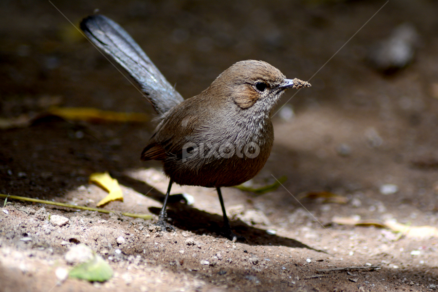 by Rakesh Sharma - Animals Birds