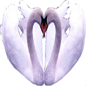 Swans