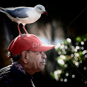 Seagull Hat by Jim Merchant - People Street & Candids