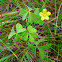 Yellow Wood Sorrel