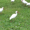 White Ibis 