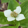 Canadian Bunchberry