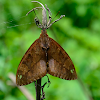 Castniid moth
