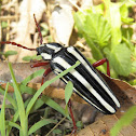 Striped Longhorn Beetle