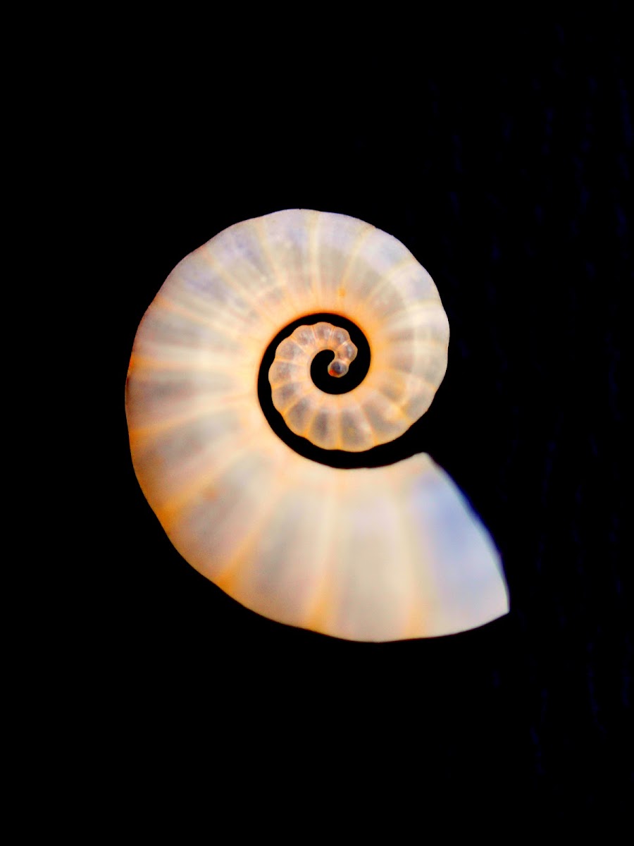 Tail-Light Squid Shell