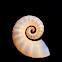 Tail-Light Squid Shell