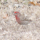 House Finch (male)