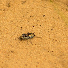 Big Sand Tiger Beetle