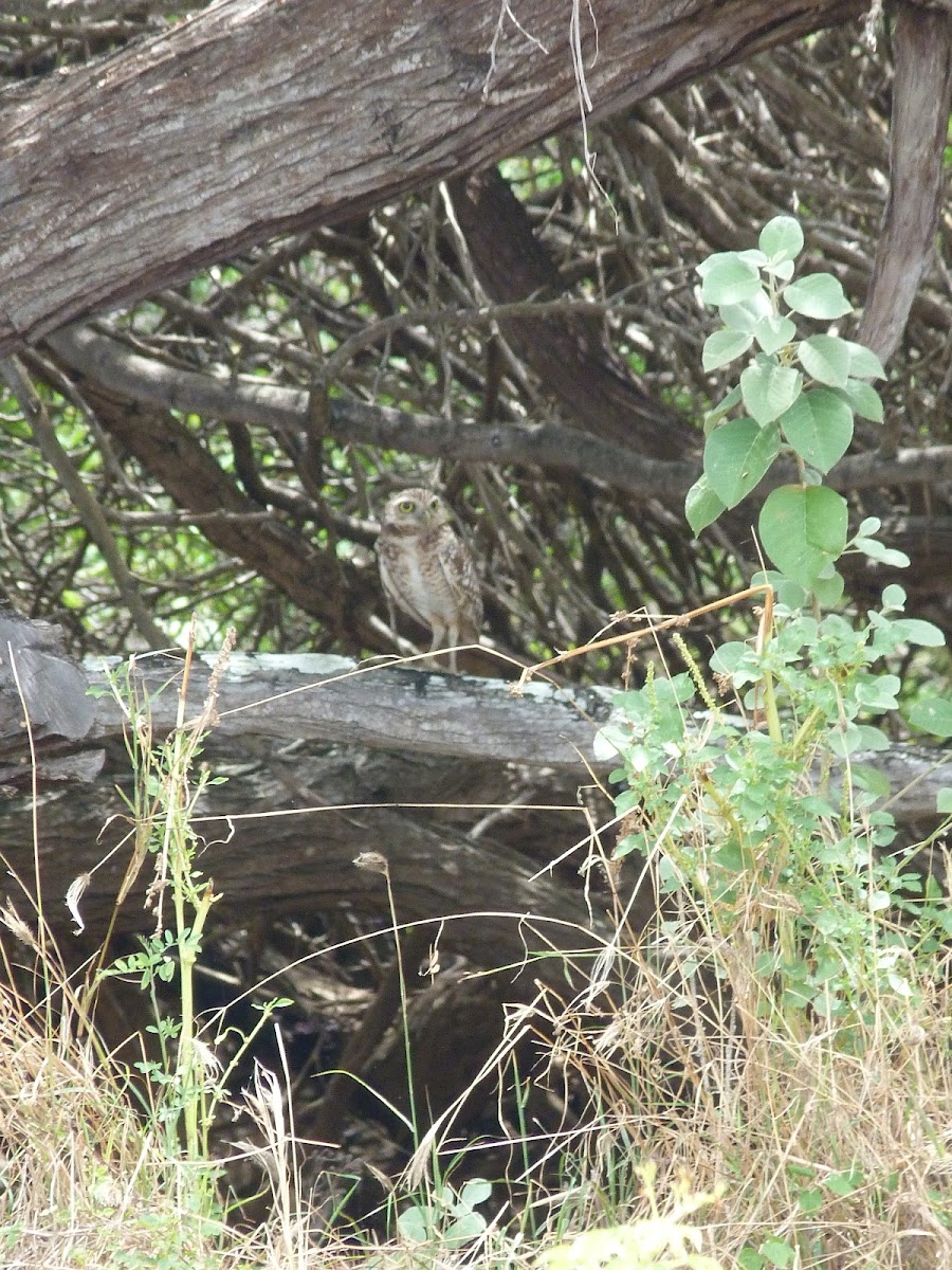 Burrowing Owl