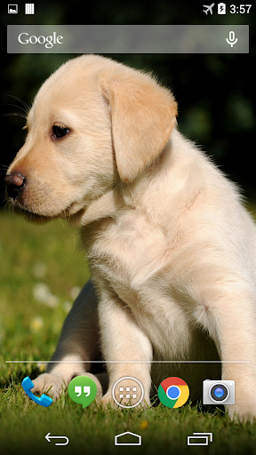 Labrador Live Wallpaper FREE