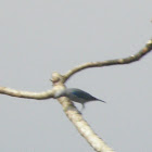 blue grey tanager